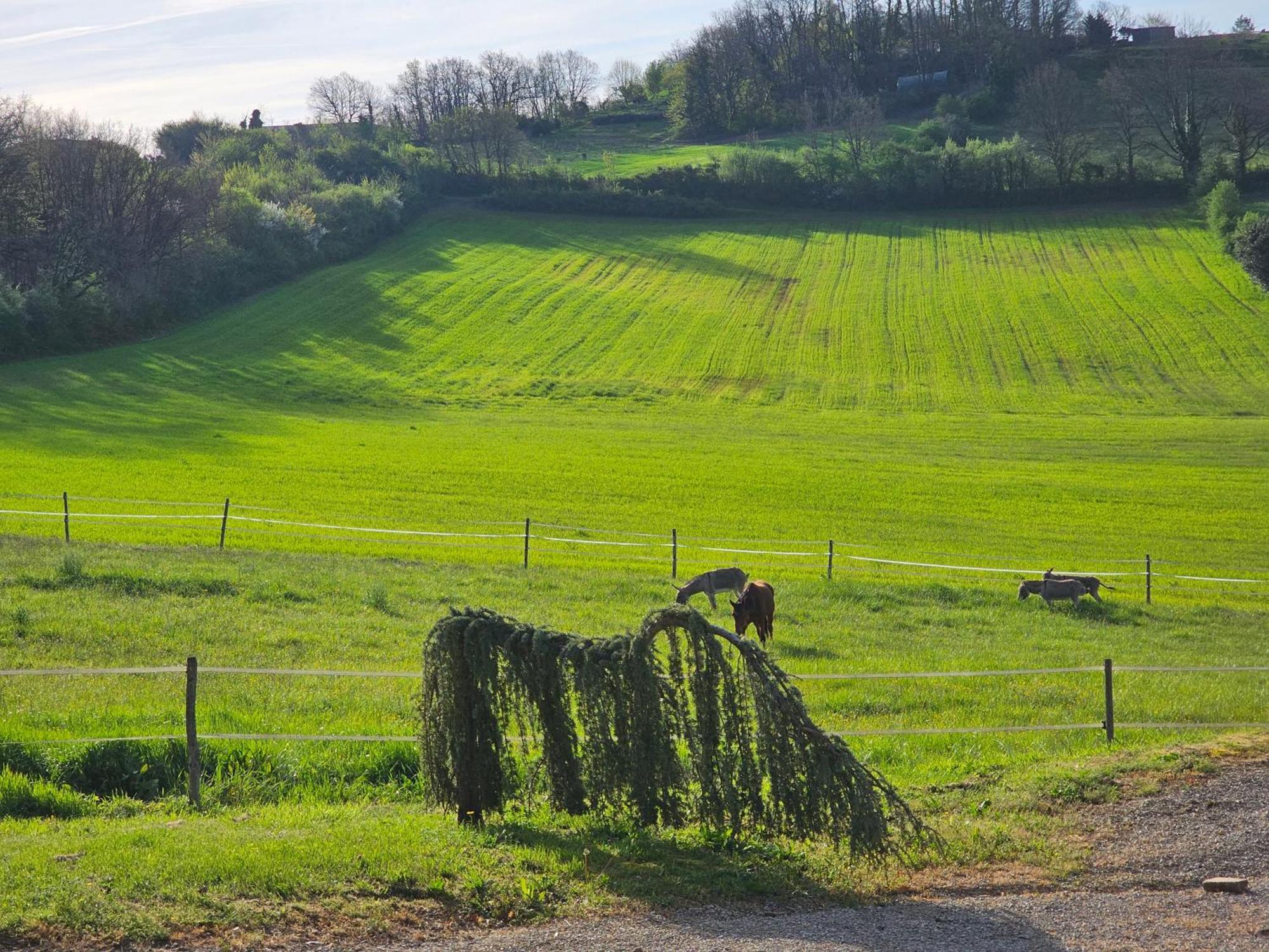 Domaine De Massoulac Molières Esterno foto