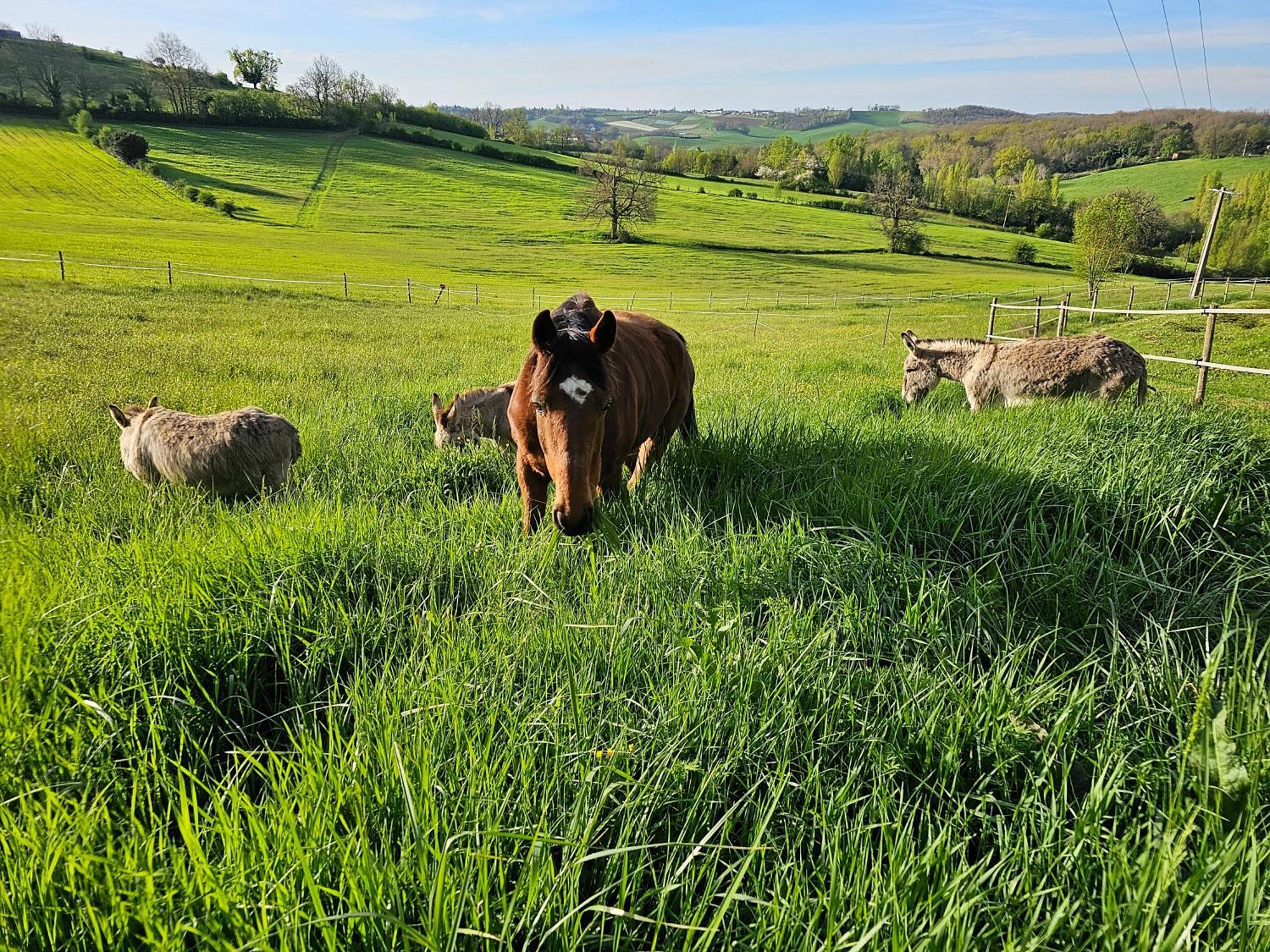 Domaine De Massoulac Molières Esterno foto