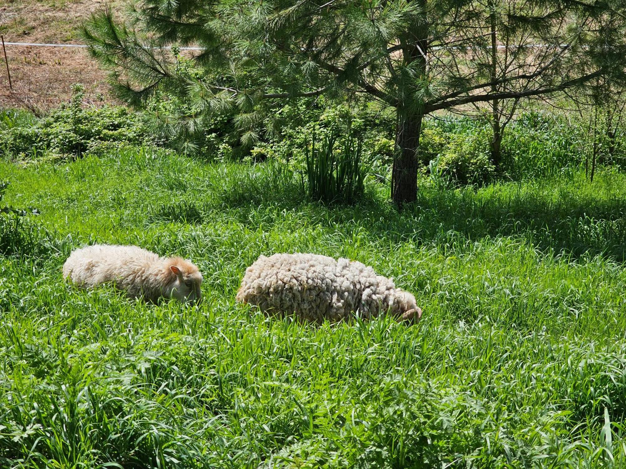 Domaine De Massoulac Molières Esterno foto