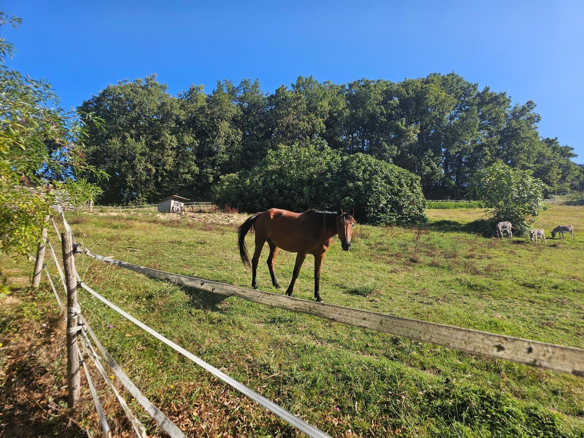 Domaine De Massoulac Molières Esterno foto
